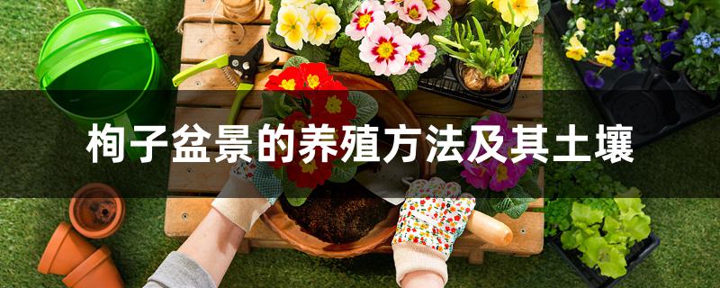栒子盆景的养殖方法及其土壤 栒子盆景的养殖方法及其土壤
