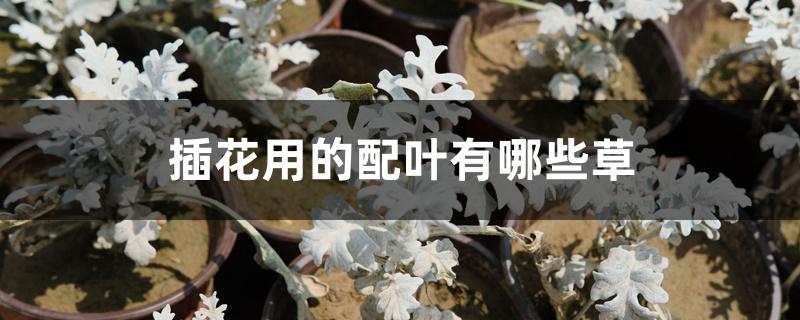 插花用的配叶有哪些草 插花用的配叶有哪些草