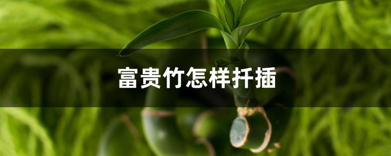 富贵竹怎样扦插 富贵竹怎样扦插