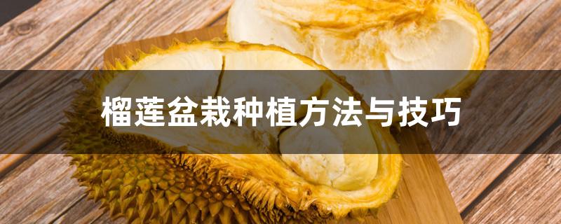 榴莲盆栽种植方法与技巧 榴莲盆栽种植方法与技巧