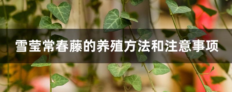 雪莹常春藤的养殖方法和注意事项 雪莹常春藤的养殖方法和注意事项