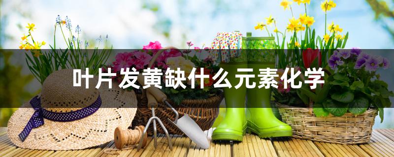 叶片发黄缺什么元素化学 叶片发黄缺什么元素化学