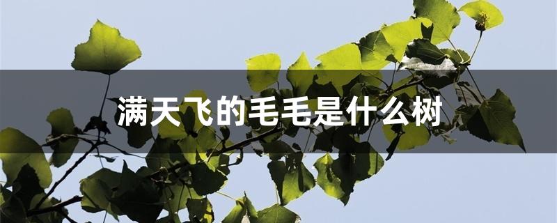 满天飞的毛毛是什么树 满天飞的毛毛是什么树