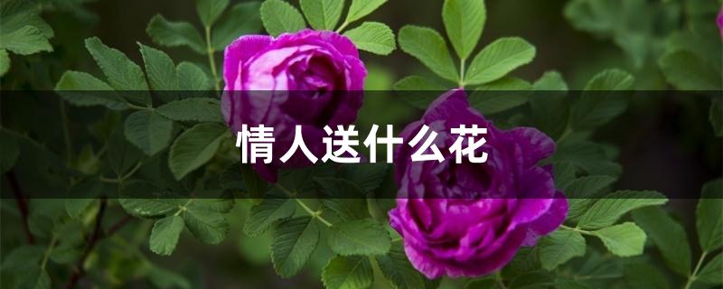 情人送什么花 情人送什么花