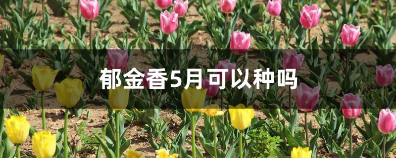 郁金香5月可以种吗 郁金香5月可以种吗