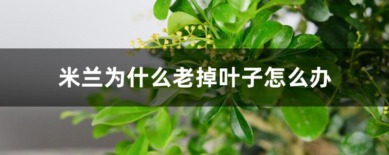 米兰为什么老掉叶子怎么办 米兰为什么老掉叶子怎么办