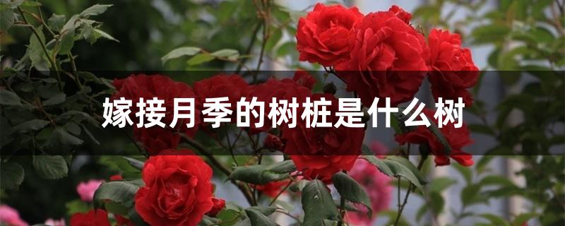 嫁接月季的树桩是什么树 嫁接月季的树桩是什么树