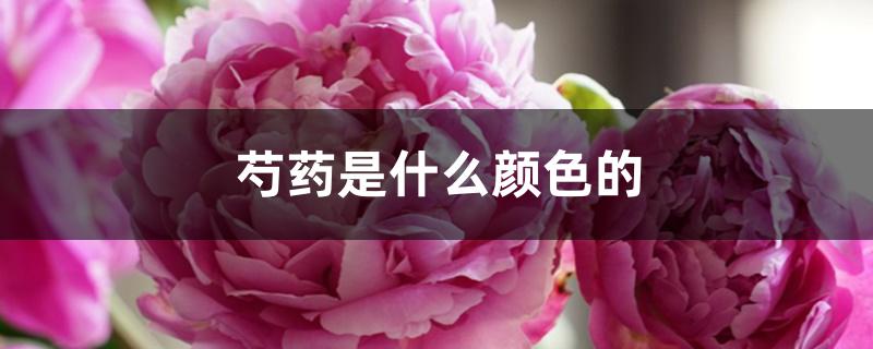 芍药是什么颜色的 芍药是什么颜色的