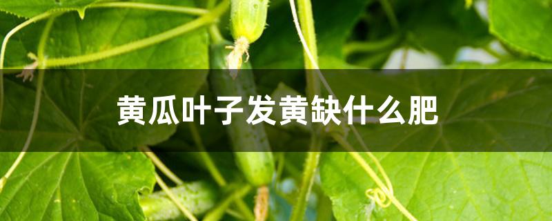 黄瓜叶子发黄缺什么肥 黄瓜叶子发黄缺什么肥