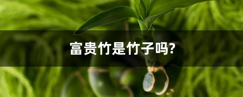 富贵竹是竹子吗? 富贵竹是竹子吗?