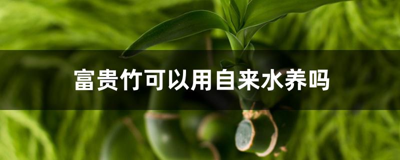 富贵竹可以用自来水养吗 富贵竹可以用自来水养吗