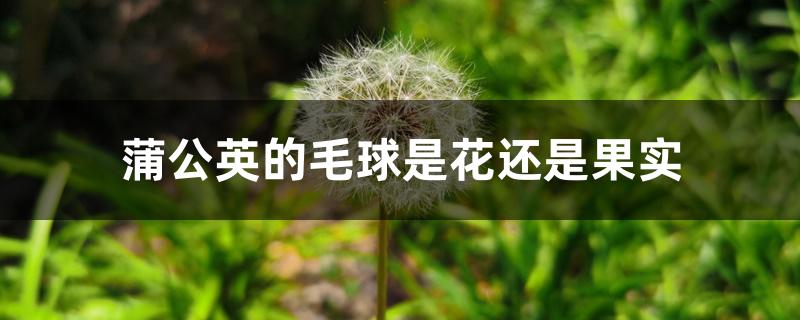 蒲公英的毛球是花还是果实 蒲公英的毛球是花还是果实