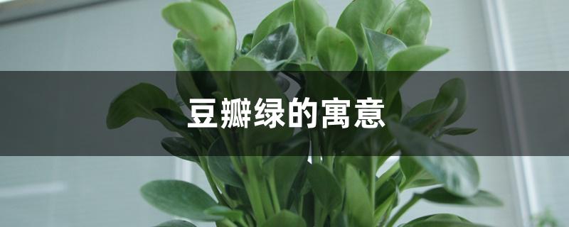 豆瓣绿的寓意