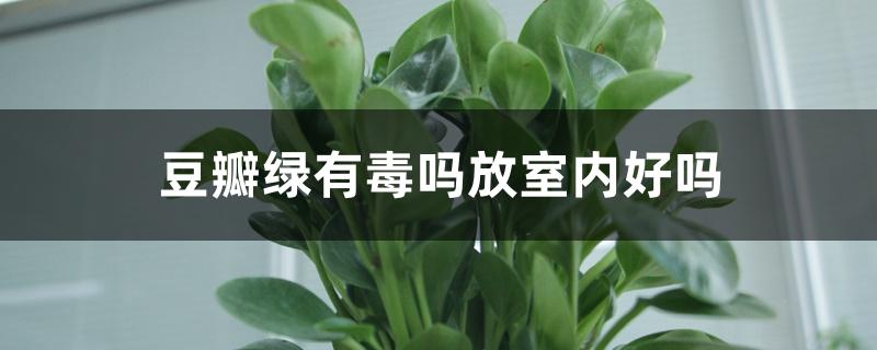 豆瓣绿有毒吗放室内好吗 豆瓣绿有毒吗放室内好吗