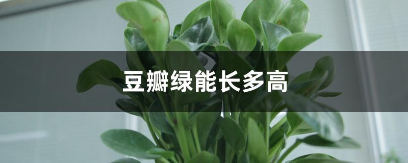 豆瓣绿能长多高 豆瓣绿能长多高