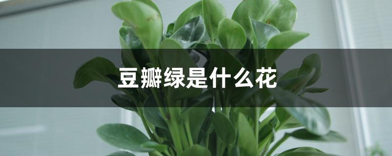豆瓣绿是什么花
