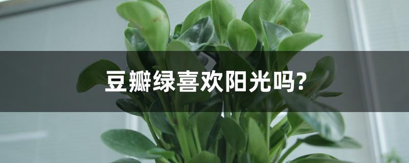 豆瓣绿喜欢阳光吗? 豆瓣绿喜欢阳光吗?