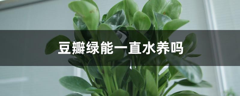 豆瓣绿能一直水养吗 豆瓣绿能一直水养吗