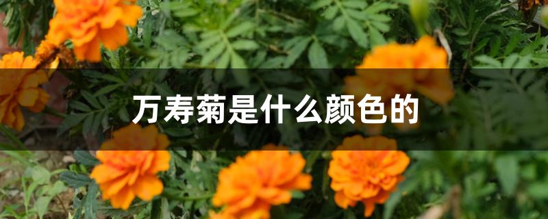万寿菊是什么颜色的