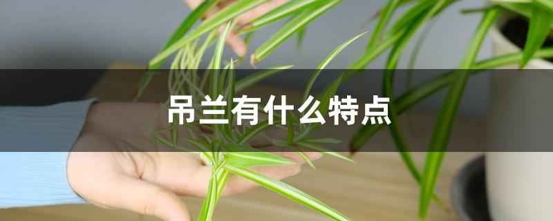 吊兰有什么特点 吊兰有什么特点