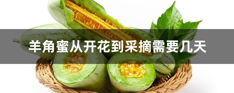 羊角蜜从开花到采摘需要几天 羊角蜜从开花到采摘需要几天