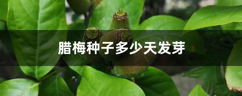 腊梅种子多少天发芽 腊梅种子多少天发芽