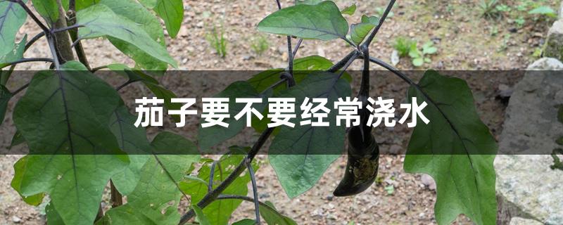 茄子要不要经常浇水 茄子要不要经常浇水