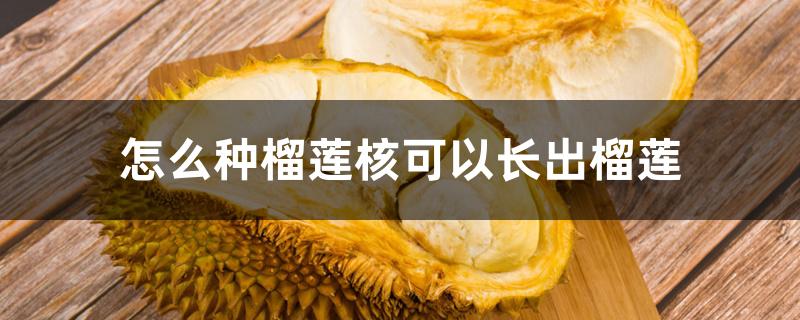 怎么种榴莲核可以长出榴莲 怎么种榴莲核可以长出榴莲