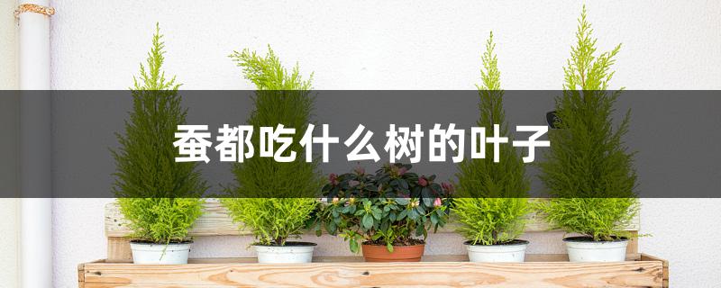 蚕都吃什么树的叶子 蚕都吃什么树的叶子