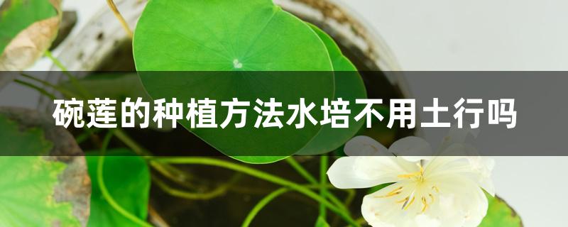 碗莲的种植方法水培不用土行吗 碗莲的种植方法水培不用土行吗