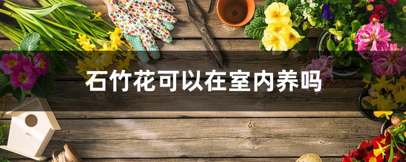 石竹花可以在室内养吗 石竹花可以在室内养吗