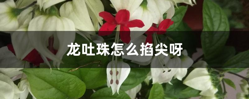 龙吐珠怎么掐尖呀 龙吐珠怎么掐尖呀