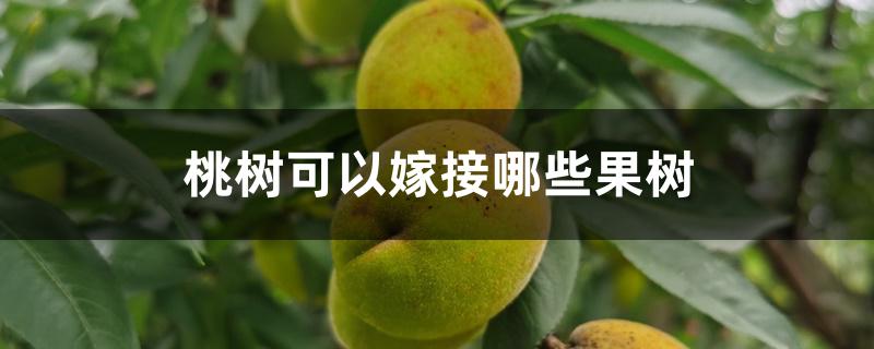 桃树可以嫁接哪些果树 桃树可以嫁接哪些果树