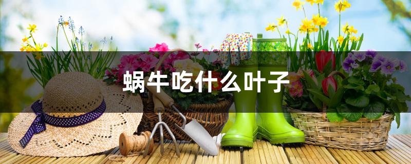 蜗牛吃什么叶子 蜗牛吃什么叶子
