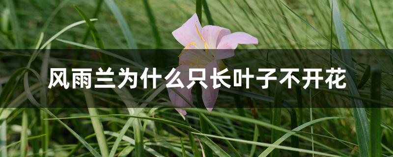 风雨兰为什么只长叶子不开花 风雨兰为什么只长叶子不开花