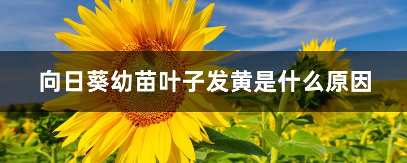 向日葵幼苗叶子发黄是什么原因 向日葵幼苗叶子发黄是什么原因
