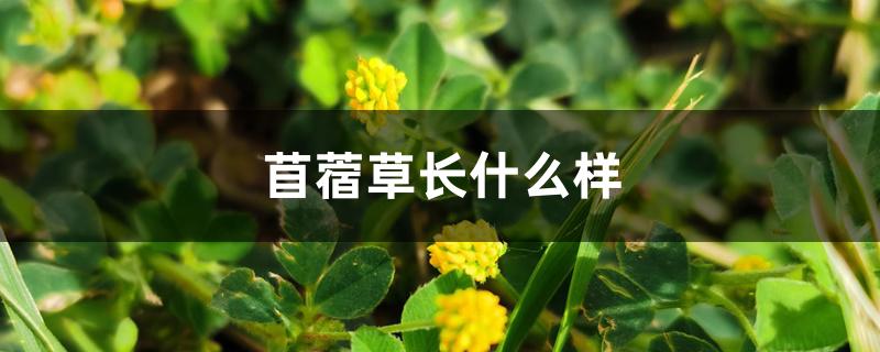 苜蓿草长什么样 苜蓿草长什么样