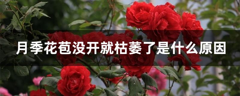 月季花苞没开就枯萎了是什么原因 月季花苞没开就枯萎了是什么原因