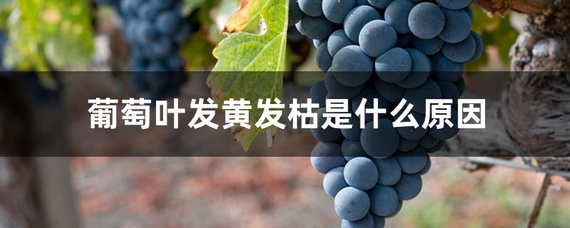 葡萄叶发黄发枯是什么原因 葡萄叶发黄发枯是什么原因