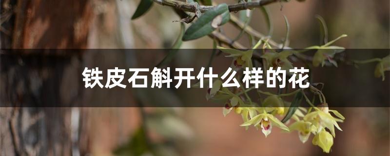 铁皮石斛开什么样的花 铁皮石斛开什么样的花