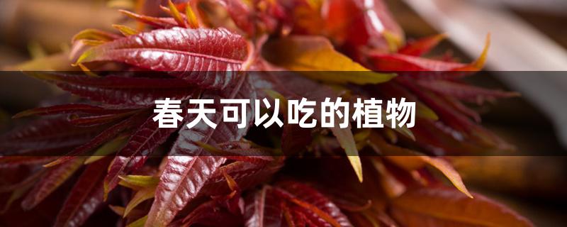 春天可以吃的植物 春天可以吃的植物