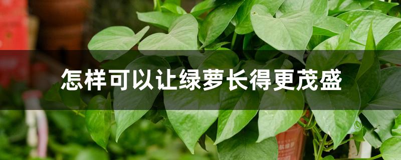 怎样可以让绿萝长得更茂盛 怎样可以让绿萝长得更茂盛