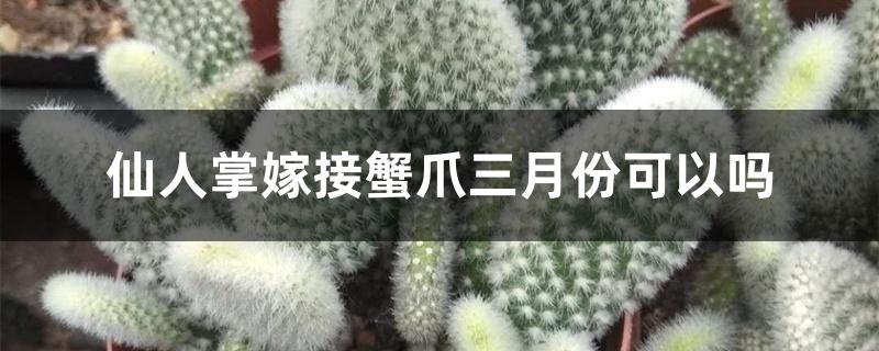 仙人掌嫁接蟹爪兰三月份可以吗 仙人掌嫁接蟹爪兰三月份可以吗