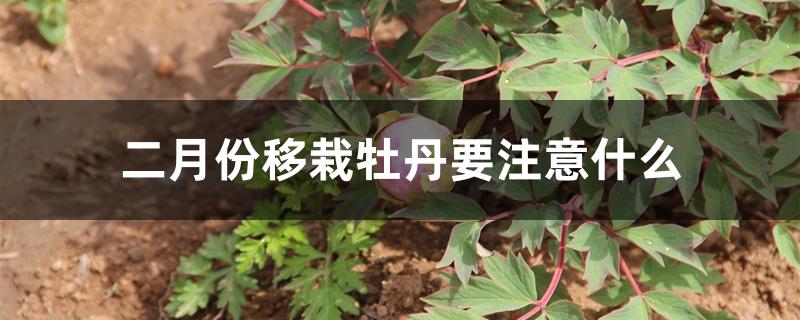二月份移栽牡丹要注意什么 二月份移栽牡丹要注意什么