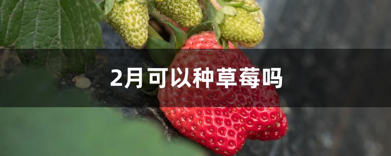 2月可以种草莓吗