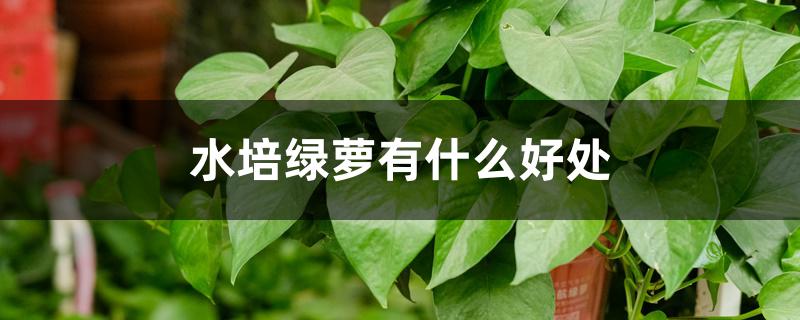 水培绿萝有什么好处 水培绿萝有什么好处