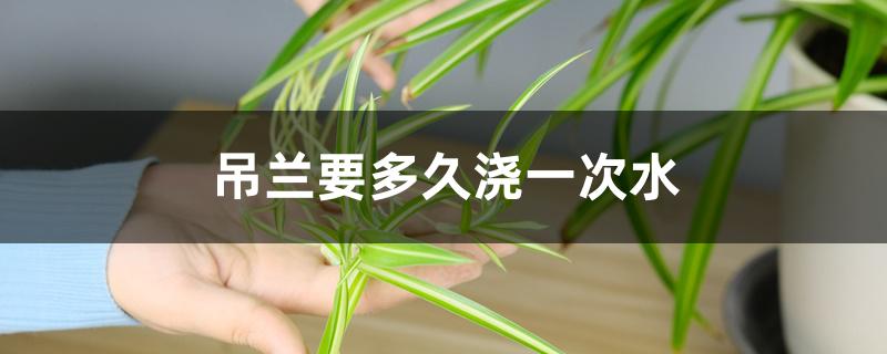 吊兰要多久浇一次水 吊兰要多久浇一次水