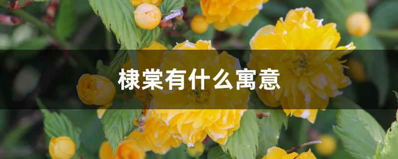 棣棠有什么寓意 棣棠有什么寓意