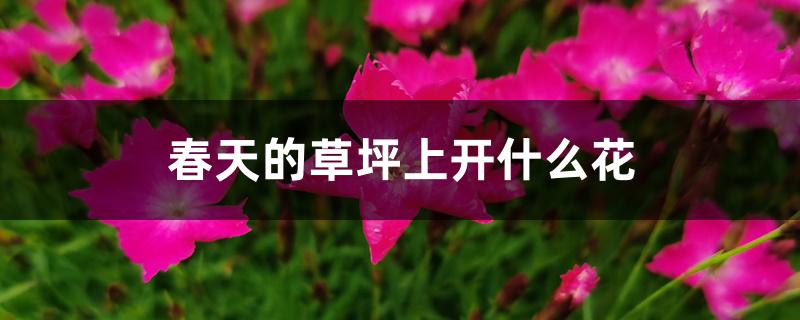 春天的草坪上开什么花 春天的草坪上开什么花