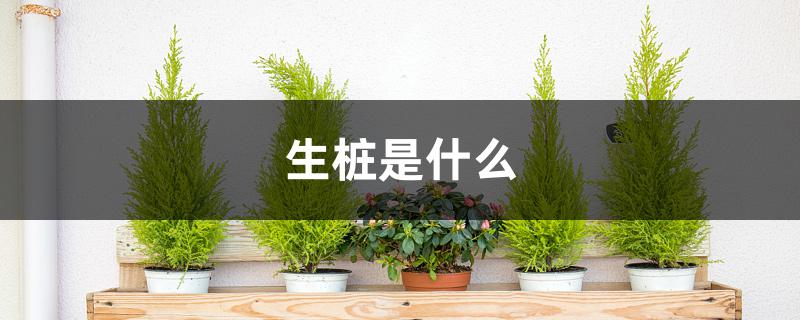 生桩是什么 生桩是什么